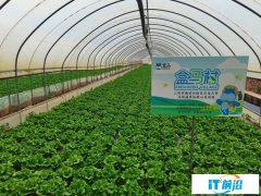 云南盒馬村：高原苗苗菜 一日下山來